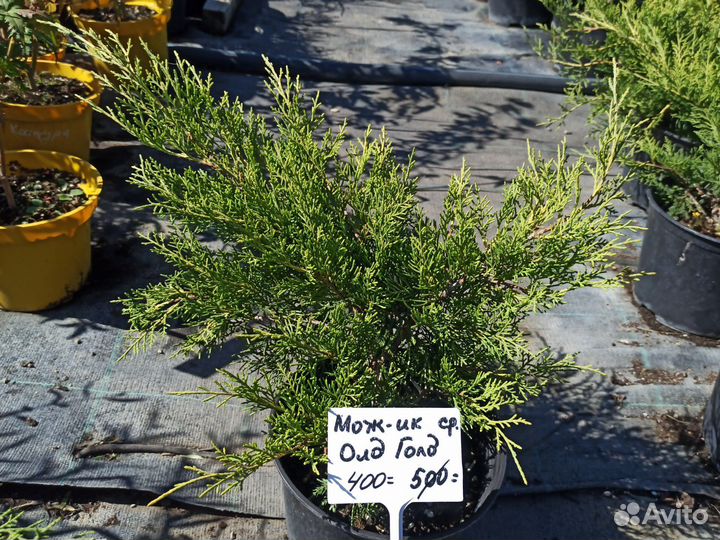 Можжевельник горизонтальный