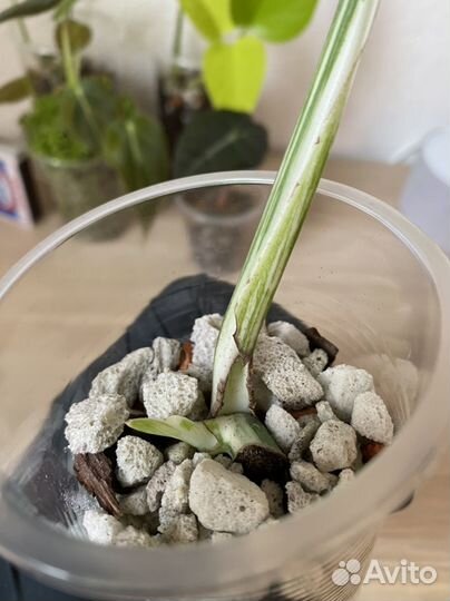 Ароидные монстера Альба