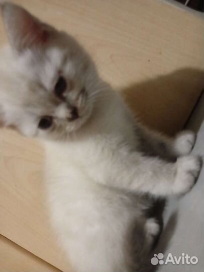 Шотландский вислоухий котёнок