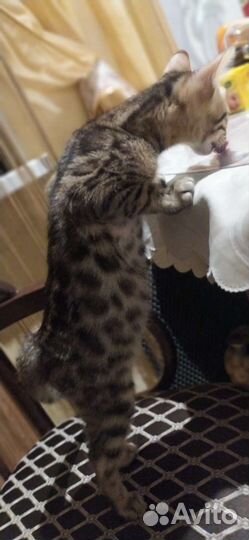 Котенок бенгальский девочка