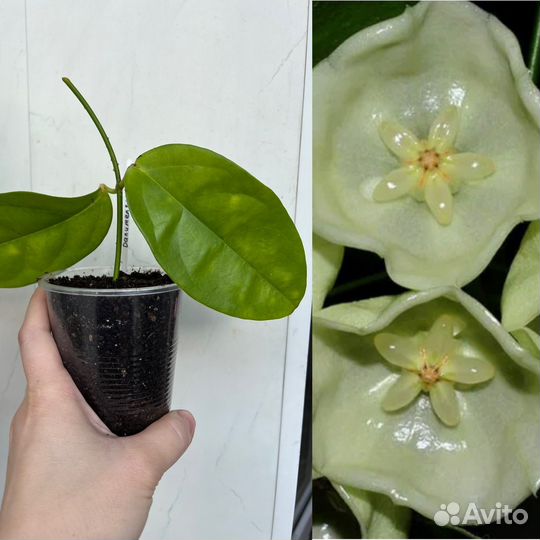 Цветы Хойя 2