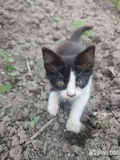 Милые Котята бесплатно