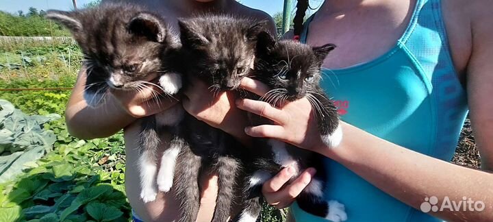 Отдам в добрые и надёжные руки котят 1 мес