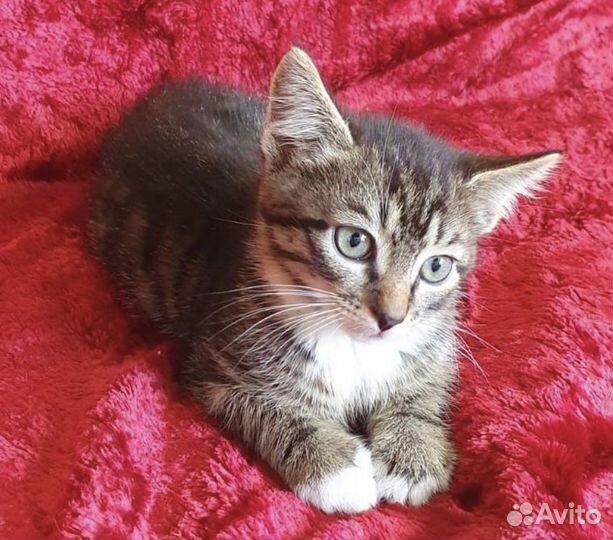 Чудесный малыш в поисках дома