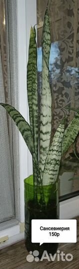 Сансевиерия трехполосная