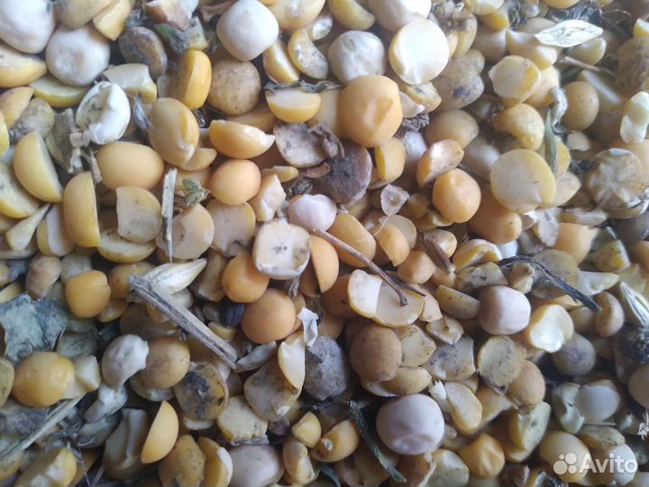 Горох половинки