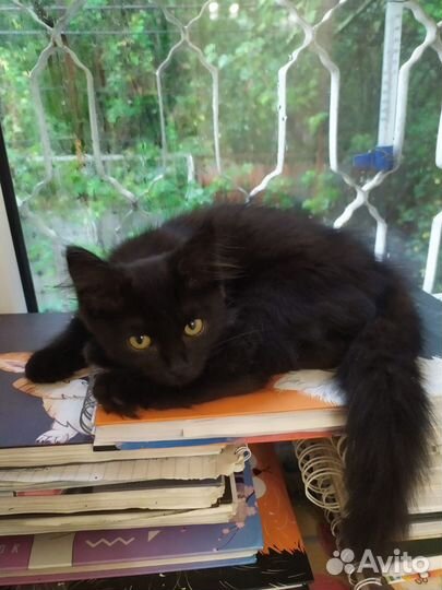 Черный пушистый котенок