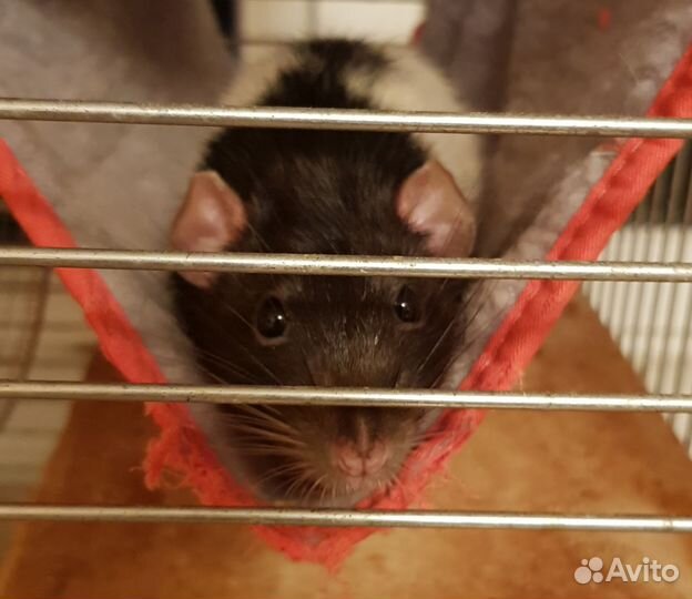 Крыса и клетка