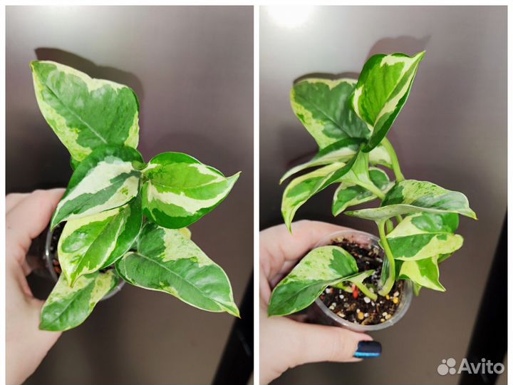 Сингониум клубничный лед galaxy, ароидные