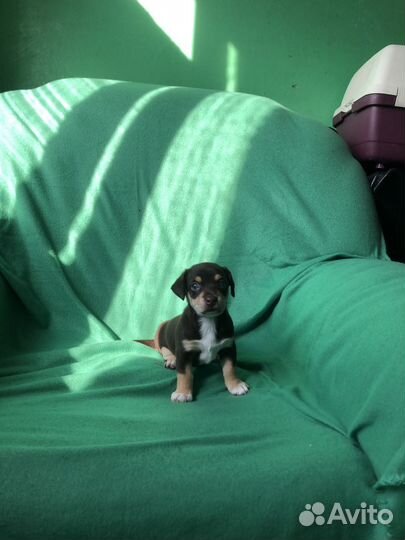 Собака-улыбака