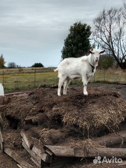 Козел зааненский