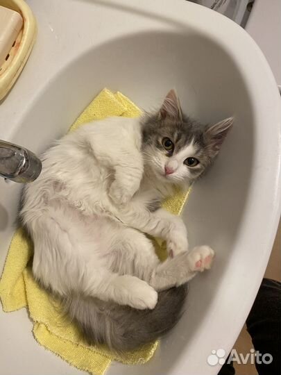 Котенок девочка 6 мес