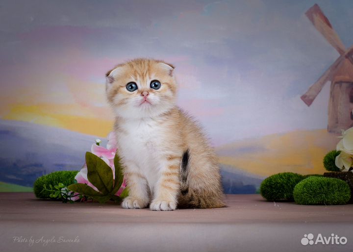 Шотландское золото