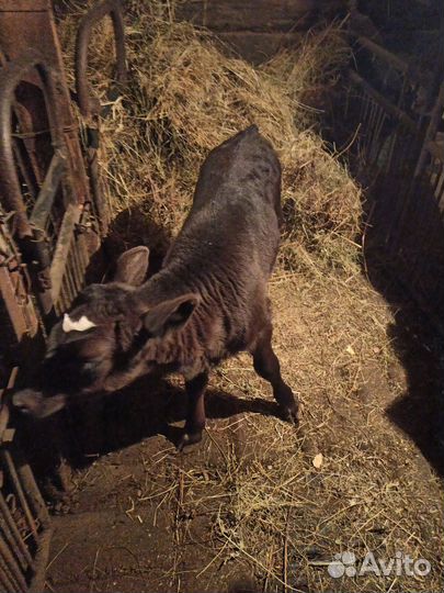 Бычки и телята