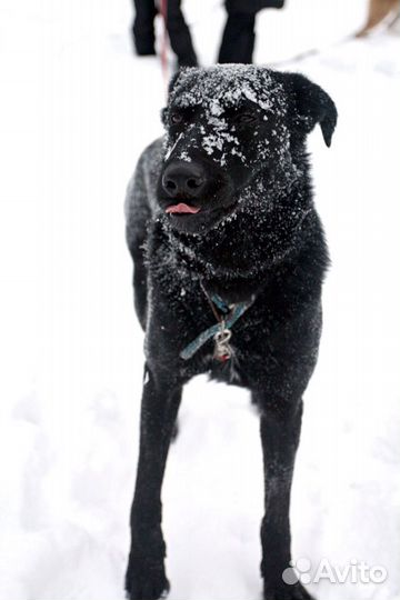 Трогательная Черничка ищет дом