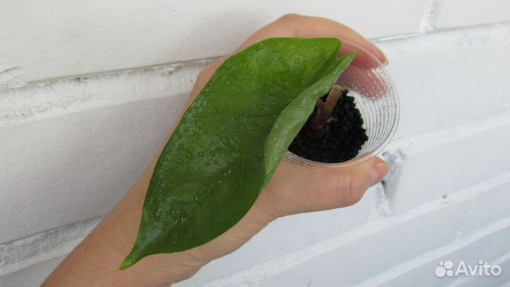 Алоказия хетерофилла коразон