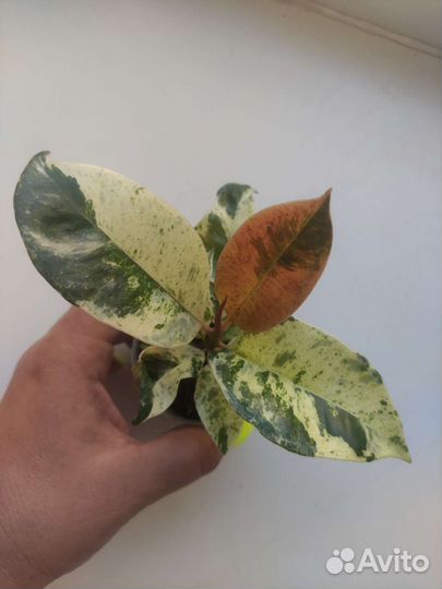 Фикус Шривериана