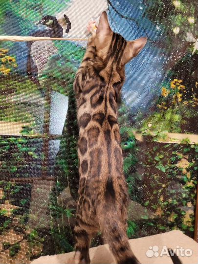 Котята шоу класса