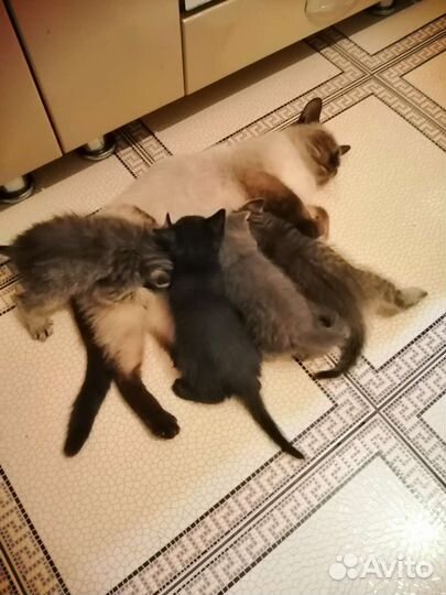 Тайские котята