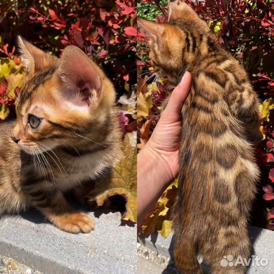 Бенгальская