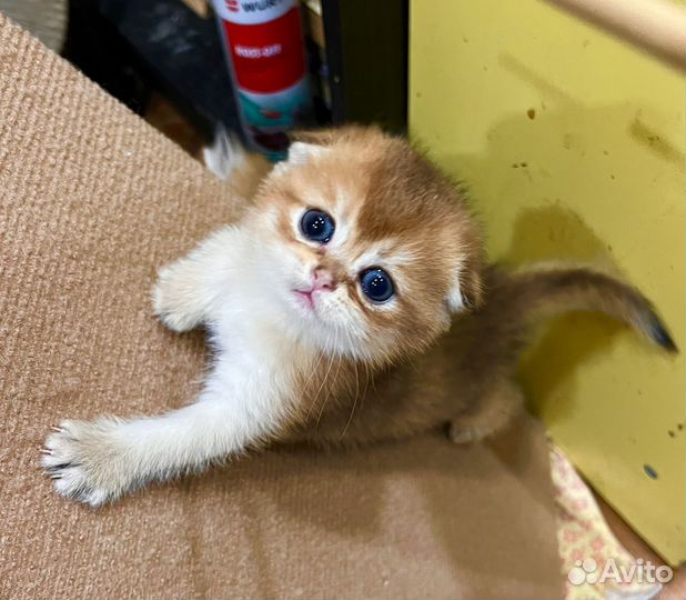 Золотая вислоухая девочка