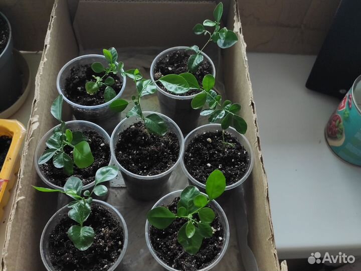 Мурайя метельчатая