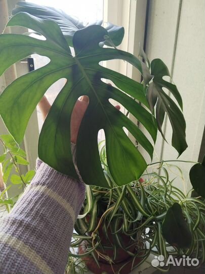 Монстера с доставкой другие цветы