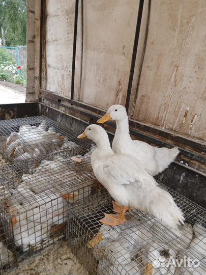 Продам утку