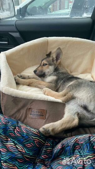 Лайчата. В дар