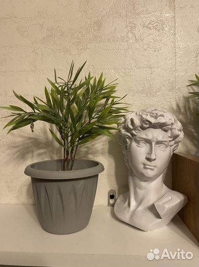 Зелень розмарин для декора интерьера