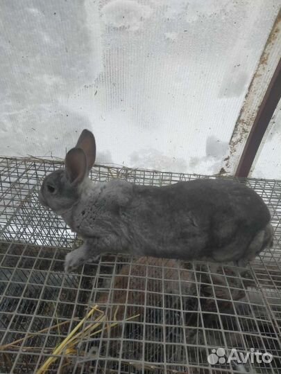 Кролики породы-Рекс