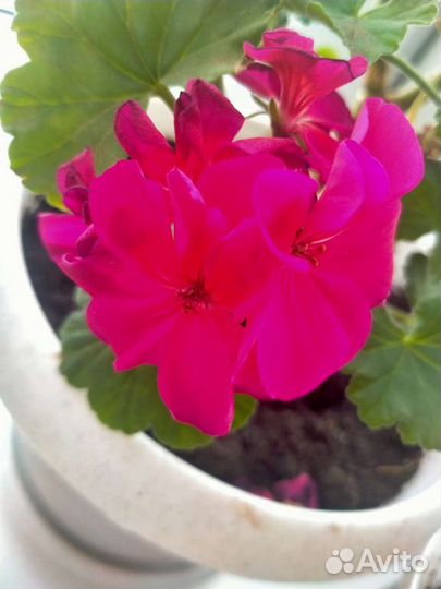 Пеларгония герань