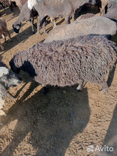 Мясо баранина