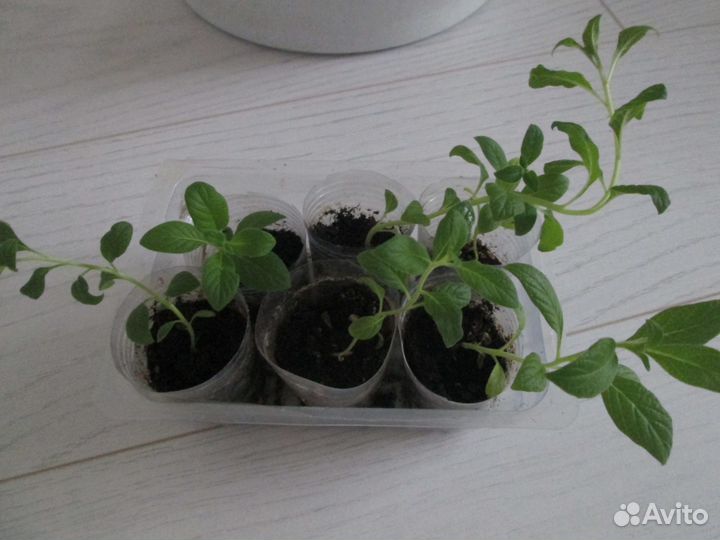 Рассада гелиотроп