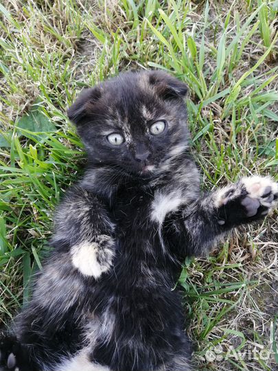 Котенок ищет дом