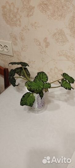 Бегония декоративно лиственная