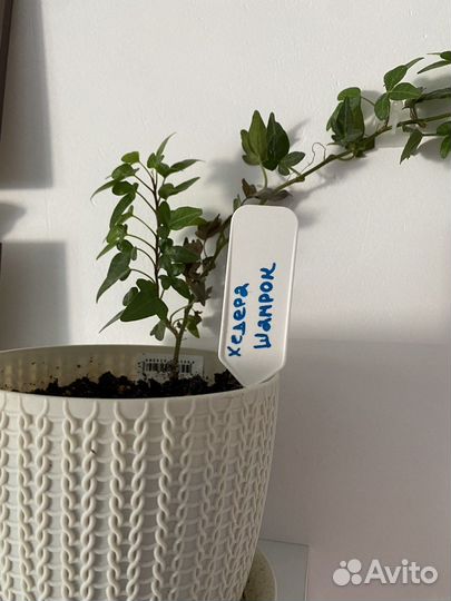 Хедера шамрок