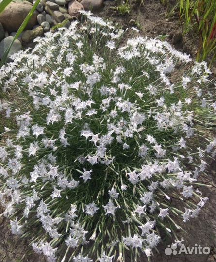 Растения для сада