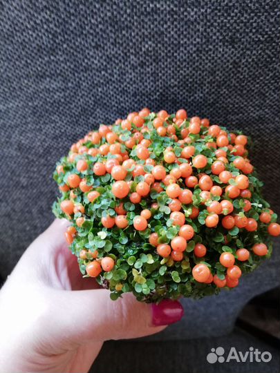 Комнатные растения, редкие и сортовые