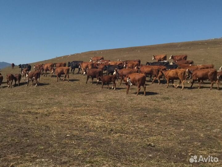 Продажа ООО животноводческий комплекс