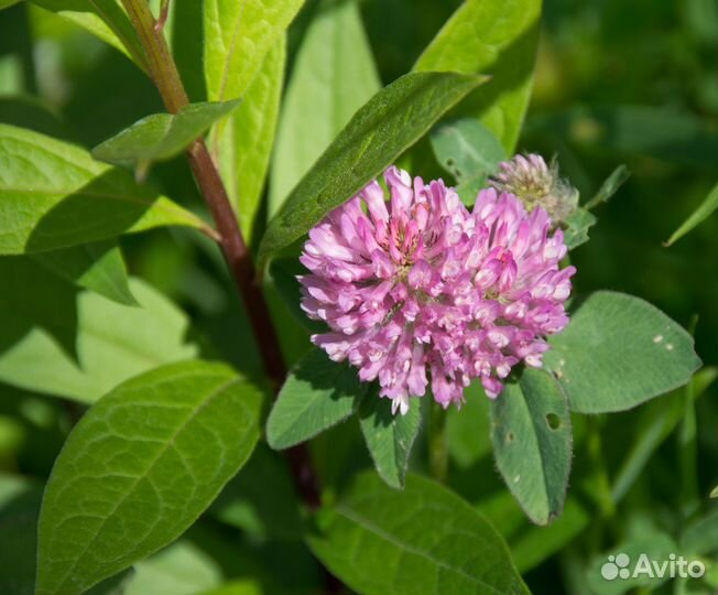 Семена клевера лугового оптом от 100кг