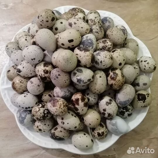 Домашние куриные яйца