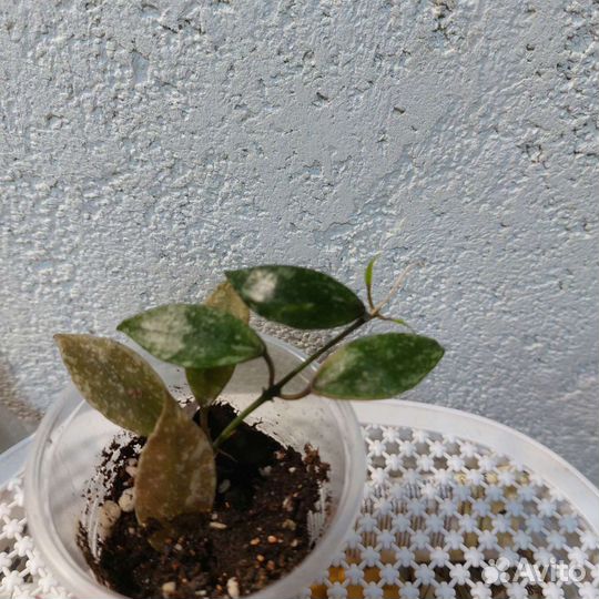 Хойя лакуноза лаос