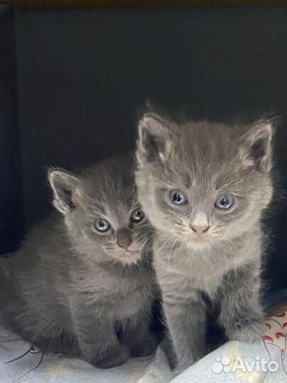Отдам в добрые руки котят