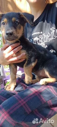 Щенок в добрые руки бесплатно