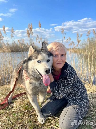 Сибирский хаски