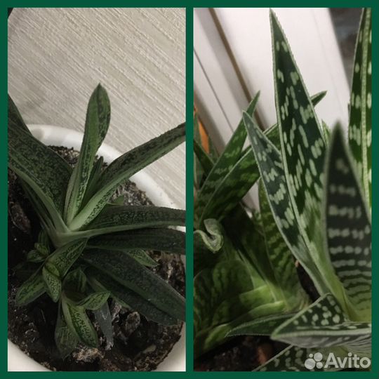 Суккуленты гаворция, гастерия, хавортия