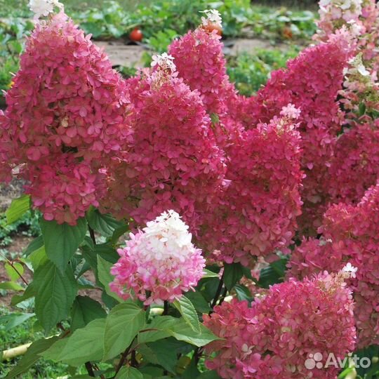 Гортензия Petite Flori