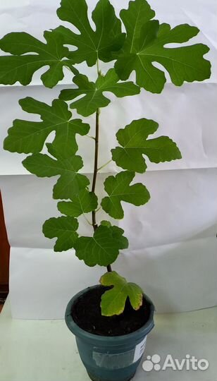 Фикусы