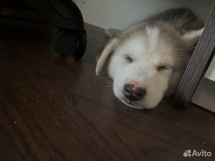 Отдам бесплатно щенка
